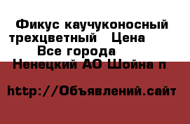 Фикус каучуконосный трехцветный › Цена ­ 500 - Все города  »    . Ненецкий АО,Шойна п.